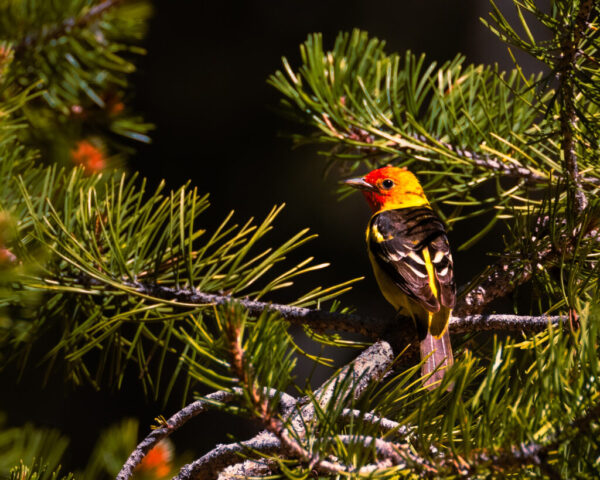 Western Tanager A male western tanager perched on a sunlit ponderosa pine branch near Thompson Peak on the Plumas–Lassen County line in northern California. Its bright yellow body, bold black wings, and vivid red-orange head stand out sharply against the deep, shaded forest background. Pine needles frame the bird on both sides, their green tones contrasting with the tanager’s saturated breeding colors. The bird faces right, alert and still, creating a crisp, colorful portrait in its mountain woodland habitat.