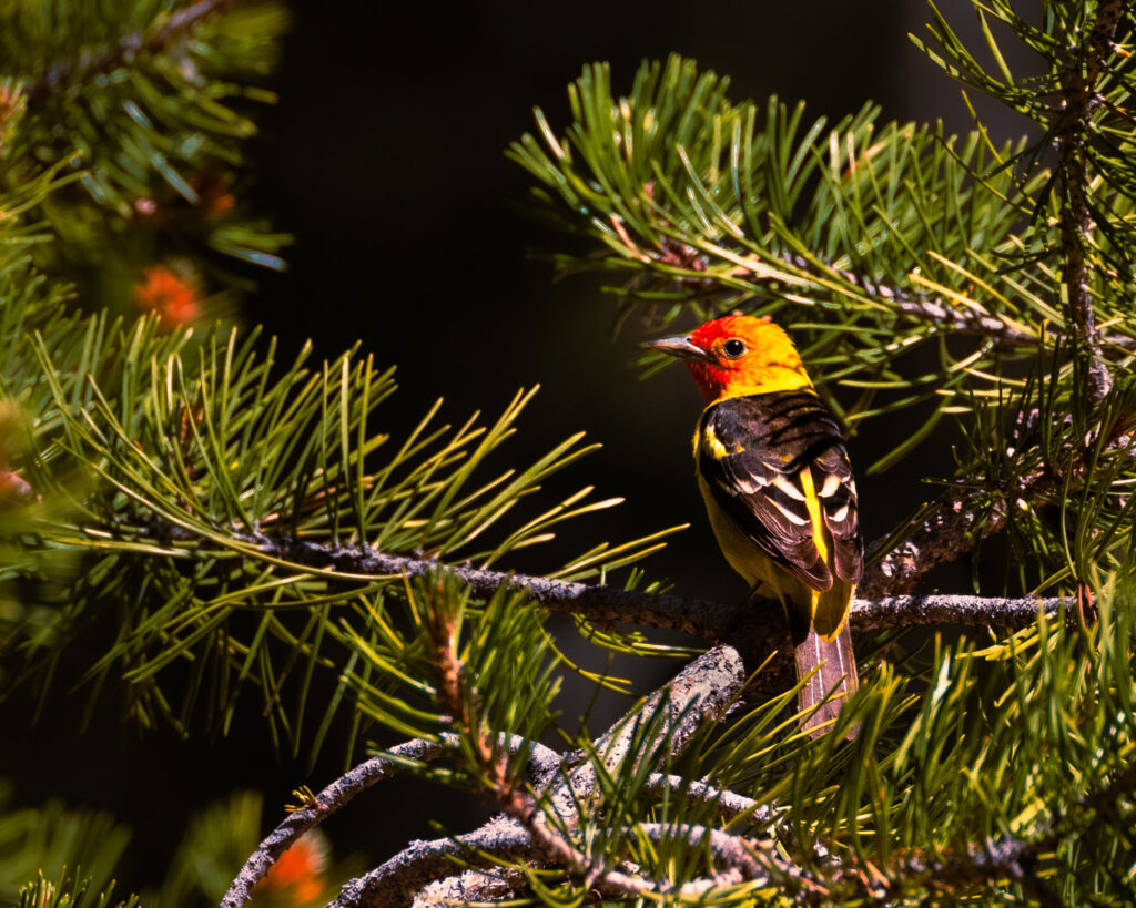 A male western tanager perched on a sunlit ponderosa pine branch near Thompson Peak on the Plumas–Lassen County line in northern California. Its bright yellow body, bold black wings, and vivid red-orange head stand out sharply against the deep, shaded forest background. Pine needles frame the bird on both sides, their green tones contrasting with the tanager’s saturated breeding colors. The bird faces right, alert and still, creating a crisp, colorful portrait in its mountain woodland habitat.