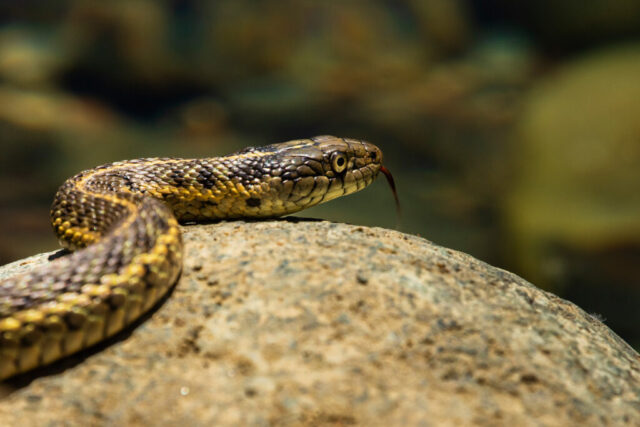 Don't Hate Me Because I'm Beautiful A Western Terrestrial Garter Snake resting on a sun-heated rock near Carrville Pond in Trinity County, California. The image shows the snake’s patterned scales in sharp detail, with mottled browns, yellows, and blacks catching the warm light. Its head is slightly raised and its forked tongue flicks outward as it surveys its surroundings. The background falls into a soft blur of earthy greens and browns, emphasizing the snake’s texture, coloration, and the rocky habitat around the pond.