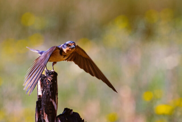 Barn Swallow Lift Off A barn swallow lifting off from a charred wooden post at Soda Springs in Plumas County, California. Its wings are fully extended as it launches forward, showing the bird’s warm buff-colored underside, blue-black head, and long, pointed wings. The swallow’s beak holds a small insect as it flies toward its nest. The blurred summer background, dotted with soft yellow and green tones, emphasizes the motion and the stark contrast of the burned post against the vibrant scene.
