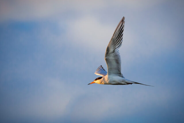 A common tern flies west across the sky above Eagle Lake in Lassen County, California, its wings swept upward in a sharp arc and its head lit by warm late-day sunlight. The bird’s slender body, black cap, and orange bill stand out against a soft gradient of blue and pale clouds. Captured in crisp detail mid-flight, the tern appears streamlined and fast, reflecting the agile, erratic motion typical of the species as it hunts over open water.