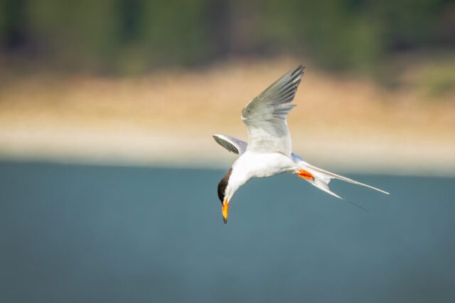 A tern flies past the breakwater at Eagle Lake in Lassen County, California, angled downward with wings swept back and head pointed toward the water as it searches for minnows. Its black cap, orange bill, and bright orange legs contrast with the soft blue-green lake below and the blurred shoreline in the distance. The bird’s focused posture and midair twist convey active hunting behavior in warm summer light.
