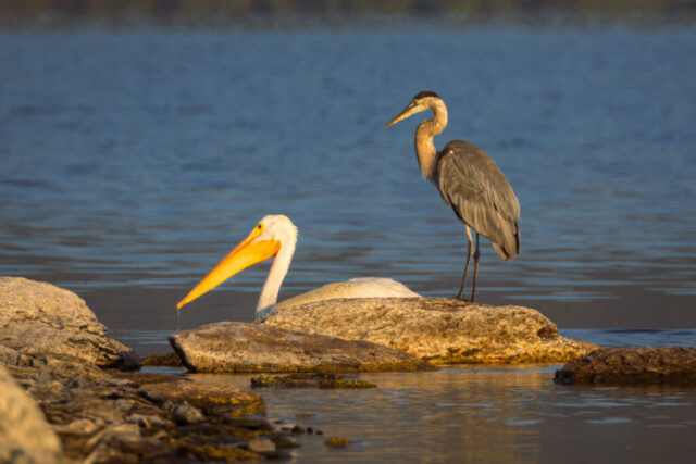 A great blue heron and an American white pelican share a rocky fishing spot at Eagle Lake in Lassen County, California. The tall, gray heron stands alert on slender legs while the large pelican rests beside it, its long yellow bill trailing water. Warm morning light highlights both birds against the calm blue lake, emphasizing their contrasting shapes and the quiet abundance of this summer shoreline.