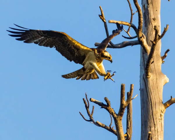 Final Approach Osprey landing on a dead snag at Antelope Lake in Plumas County, California, its wings spread wide and lit by warm golden hour light. The bird extends its talons toward the sun-bleached branch while its barred wings and tail feathers glow with rich brown and cream tones. Its head is lowered in focus as it prepares to grip the snag, framed against a clear blue evening sky and the textured trunk of the weathered tree.