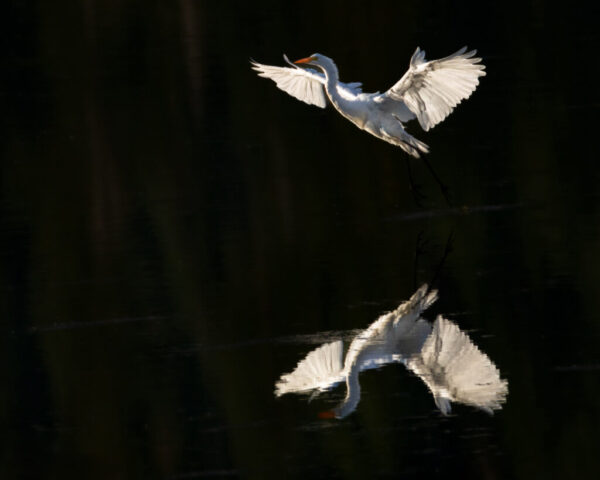 A great egret lifts off from the shallow water at the north end of Lake Almanor in Plumas County, California, its white wings spread wide in warm, low evening light. The bird rises against a dark, reflective surface that mirrors its outstretched form, with subtle ripples below and faint reflections of nearby conifer trees. The soft golden illumination highlights the egret’s feathers as it transitions from still water to graceful flight.