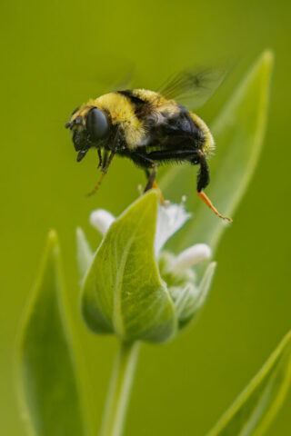 Buzz Buzz A close-up of a bumblebee lifting off from a small white wildflower along the shore of Crystal Lake in Shasta County, California. The bee’s fuzzy yellow and black thorax and dark abdomen are shown in sharp detail, with its wings blurred from motion. Its legs hang beneath its body as it rises above a green leaf, set against a smooth, overcast-lit background of soft green tones. The diffused morning light highlights the bee’s texture and the delicate plant without harsh shadows.