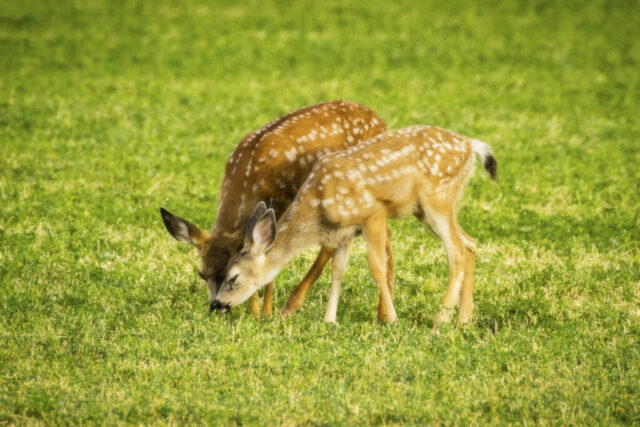 The Grass is Greener Two mule deer fawns with bright white spots graze side by side in a lush irrigated field in Janesville, California, their small heads lowered as they nibble the grass. The afternoon light warms their tan coats and highlights their delicate legs, soft ears, and the overlapping, almost mirror-like posture that suggests a brief sibling rivalry brewing. The vibrant green backdrop emphasizes the contrast between the young deer and the uniform field, capturing a calm moment just before one fawn delivers a playful kick.