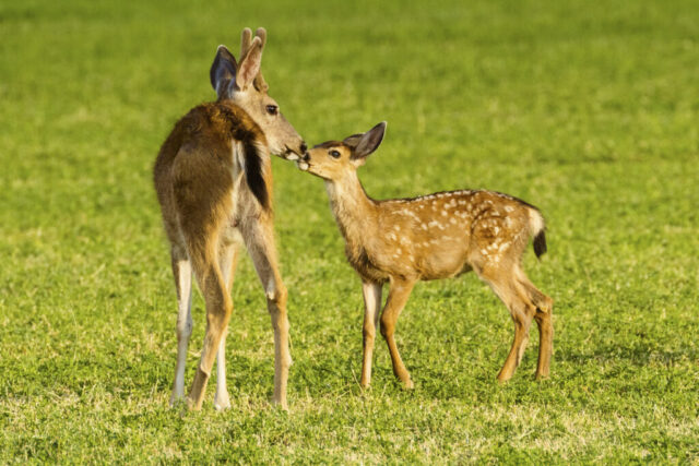 Chums A mule deer fawn stretches up to touch noses with a young buck in a bright green field in Janesville, California. The buck, still growing slender velvet-covered antlers, stands calmly as the smaller spotted fawn leans in with an almost affectionate gesture. Warm light defines their tan coats, delicate facial features, and the contrast between youthful spots and the buck’s darker, maturing fur. The open pasture forms a smooth backdrop that emphasizes the unusual, gentle interaction between these two deer.