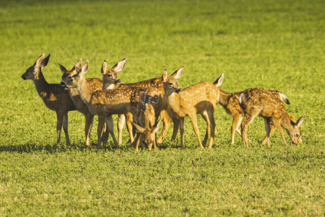 Huddle Up A tight cluster of mule deer fawns stands alert in a bright green field in Janesville, California, their white-spotted coats catching warm sunlight. Several fawns face different directions with ears raised, while others lower their heads to graze, creating a mix of curiosity and caution. Their close grouping forms a compact, textured mass of tan and gold against the smooth pasture, capturing a moment of collective vigilance as the youngsters respond to nearby activity.