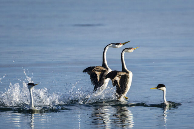 Coming THROUGH - Rushing Grebes in Lassen County California A pair of Western Grebes rushing across the calm blue surface of Eagle Lake in Lassen County, California, their long necks extended forward as they run upright on the water in perfect coordination, wings lifted slightly and feet churning up splashes of white spray. Another grebe sits low in the water in the foreground, partially turned away as the rushing pair approaches, creating a sense of motion and near-collision. The morning light highlights the birds’ black-and-white plumage and the smooth lake backdrop, emphasizing the energy, behavior, and natural setting of this dramatic courtship display.