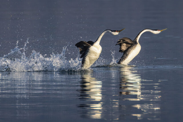 The Rush is On Two Western Grebes rushing across the smooth surface of a lake, bodies lifted upright as they run on the water in perfect parallel motion. Their long necks stretch forward, wings slightly open, and their feet kick up tall splashes of white spray that rise behind them. The warm, low-angle light highlights their black-and-white plumage and casts clear reflections on the calm water below. The scene emphasizes the intensity, height, and energy of their courtship display against a soft blue backdrop.