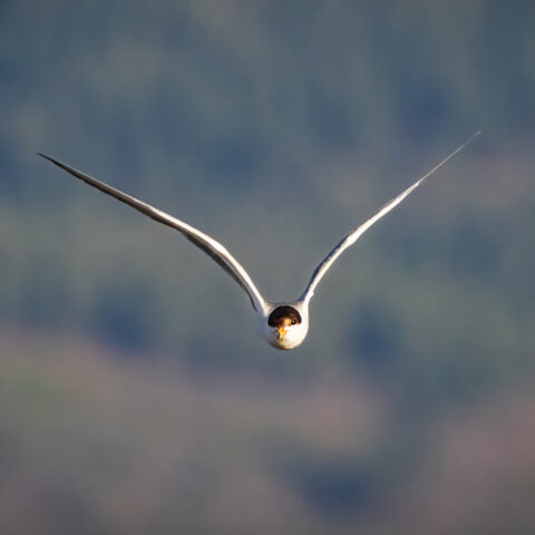 A Forster’s Tern flies straight toward the camera at Eagle Lake in Lassen County, California, its long, slender wings swept back in a shallow V. The bird’s black cap, white face, and bright orange bill are sharply visible as it holds a focused, aerodynamic posture. Soft early light highlights the clean white plumage and subtle gray tones on the wings, while the blurred blue and green background creates a smooth backdrop that emphasizes the tern’s direct, symmetrical approach.