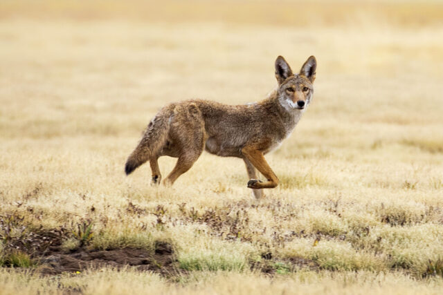 F8 and Be There A young coyote pauses mid-step in the dry, pale grasses of McCoy Flat Reservoir in Lassen County, California, its lean body angled in profile while its head turns toward the camera. The warm-toned coat, sharp ears, and alert amber eyes stand out against the soft, muted background of the empty reservoir basin. One front paw is lifted as if caught mid-prance, giving the scene a sense of motion. The open, windswept landscape and low contrast light create a clean, uncluttered setting that highlights the animal’s wary curiosity.