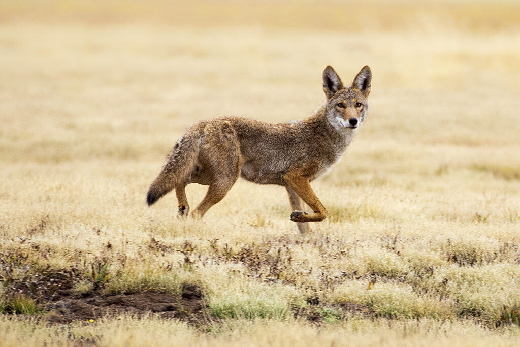 A young coyote pauses mid-step in the dry, pale grasses of McCoy Flat Reservoir in Lassen County, California, its lean body angled in profile while its head turns toward the camera. The warm-toned coat, sharp ears, and alert amber eyes stand out against the soft, muted background of the empty reservoir basin. One front paw is lifted as if caught mid-prance, giving the scene a sense of motion. The open, windswept landscape and low contrast light create a clean, uncluttered setting that highlights the animal’s wary curiosity.