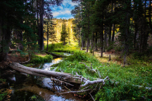 Hat Creek Paradise Color photograph of Hat Creek flowing gently through a lush forest in Lassen Volcanic National Park, California. The clear stream winds past fallen logs and vibrant green grasses beneath tall conifer trees, with morning sunlight illuminating a golden meadow in the distance. The cool shade of the forest contrasts with the sunlit clearing, creating depth and balance in the composition. The calm water reflects patches of blue sky and surrounding foliage, evoking the serenity of an untouched mountain morning.
