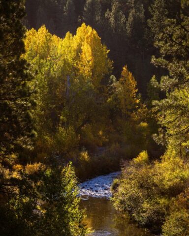 Early autumn morning along the Susan River Canyon near Devil’s Corral in Lassen County, California. The river winds through a stand of trees just beginning to turn color, their golden and green leaves glowing in warm sidelight from the rising sun. Soft reflections shimmer on the water’s surface, framed by pines and willows in the gentle light of October, capturing the quiet promise of fall along the Bizz Johnson Trail.