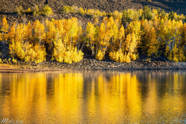 Brilliant golden aspens in peak autumn color line the rocky volcanic shoreline of Crater Lake in Lassen County, California, reflecting vividly in the calm, clear water. The late afternoon sunlight bathes the grove in warm golden-hour light, contrasting beautifully with the dark igneous boulders and hillside above. This high-elevation lake, sitting around 7,000 feet, glows with seasonal color beneath the crisp blue sky of Northern California’s volcanic plateau.