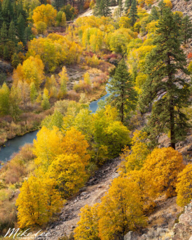 Autumn view of the Susan River winding through Susanville Canyon in Lassen County, California, seen from Pigeon Cliff. Vibrant yellow and orange cottonwoods and willows fill the valley below, contrasting with the deep green pines and rugged canyon slopes. The soft afternoon light enhances the warm tones of the foliage and highlights the river’s gentle curve as it flows toward Susanville. A vivid display of fall color in Northern California’s high desert foothills.