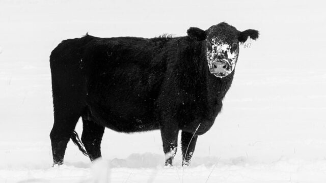 647 Tribulations Black heifer standing in a snowy ranch field in Willow Creek Valley, California, her thick winter coat dusted with fresh flakes as she turns her head toward the camera. Her face is heavily speckled with snow, highlighting the contrast against her dark fur, and her ear tag reads 647. Soft falling snow and a pale, overcast sky create a muted winter backdrop, while the animal’s sturdy posture and direct gaze convey the harsh, cold conditions of the day. The scene blends rural ranch life with the stark calm of a post-storm landscape.