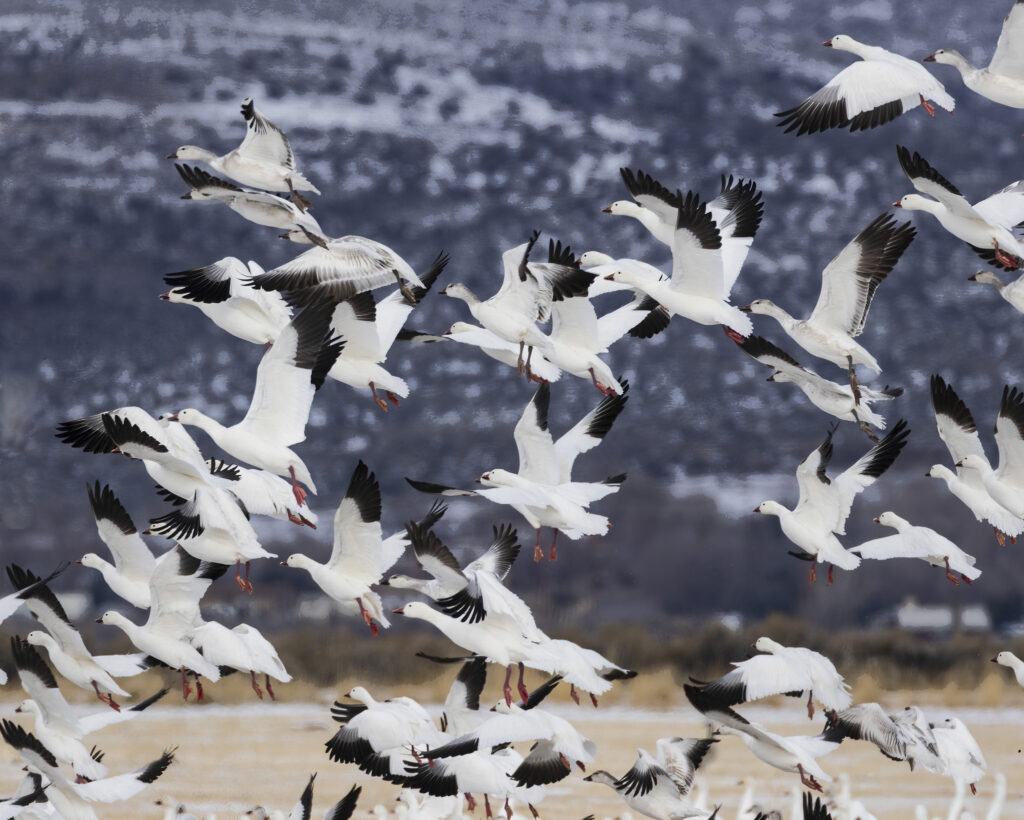 A dense flock of snow geese lifts into the air in synchronized motion above a wintery landscape in Lassen County, California. The birds’ white bodies and black wingtips create a pattern of contrast as they rise in layered groups, wings extended in various stages of flight. Some geese appear close and sharply detailed while others overlap in mid-air, forming a dynamic, swirling composition against a muted background of snow-speckled hills. The scene conveys the energy, movement, and seasonal migration behavior of these large flocks common near Honey Lake.