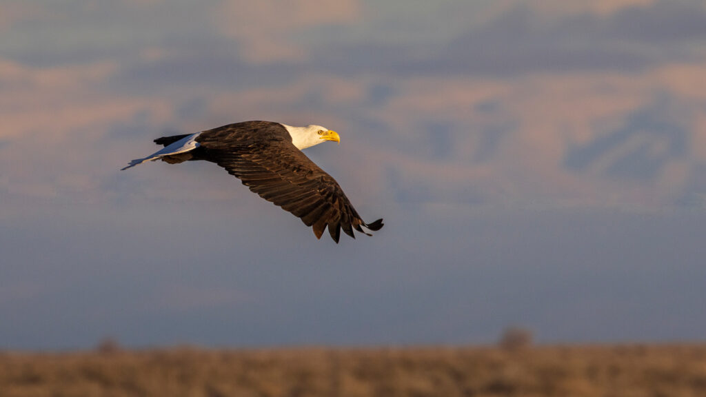 Bald eagle flying low over high-desert terrain near Janesville, California, its wings stretched level as warm late-day light illuminates the white head and yellow beak. Soft golden tones highlight the layered brown feathers while the blurred desert shrubs and distant mountains form a muted backdrop. The eagle’s steady, forward gaze and smooth glide create a calm, powerful scene in the fading December sun.