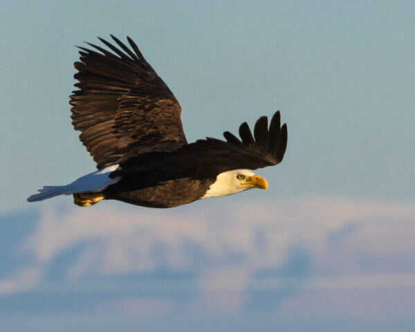 Eagle in the High Desert Blue Bald eagle flying low over the high desert near Janesville, California, wings angled upward and catching warm late-day light. The golden tones highlight the bird’s white head, yellow beak, and layered dark brown feathers as it cuts through a soft blue sky. The eagle’s focused gaze and streamlined posture create a crisp, powerful profile against the muted desert and distant ridgeline.
