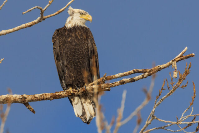 4 Year Old in a Breeze Four-year-old bald eagle perched on a leafless tree branch in Lassen County, California, its feathers lightly ruffled by a stiff afternoon breeze. The young bird shows mottled brown plumage with a brightening white head and yellow beak, looking off to the side against a clean blue sky. Sunlight highlights the texture of the branch and the developing adult markings on the eagle, capturing a calm moment before it was disturbed.