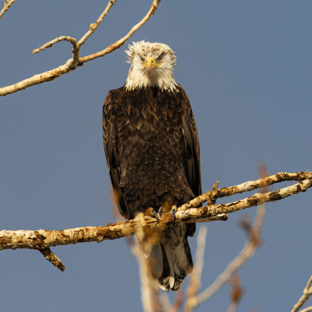 Young bald eagle perched on a bare tree branch in Lassen County, California, facing the camera with a direct, intense stare. Its developing plumage shows a mix of dark brown body feathers and a mottled, not-yet-solid white head, slightly tousled by the breeze. Warm light highlights the layered feathers and strong talons gripping the dry branch, set against a smooth gray-blue sky for a clean, detailed portrait.