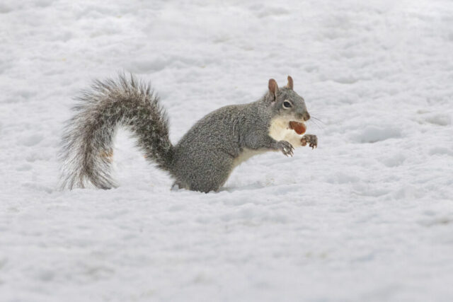 A gray squirrel stands in several inches of packed winter snow after digging up an acorn beneath a California black oak, holding the nut firmly in its mouth. Its bushy tail curves upward, and its front paws are lifted as it moves toward the tree. The squirrel’s dense winter coat contrasts with the bright white snow, while scattered paw marks show where it had been searching. The scene highlights the animal’s focused posture and the stark, simple backdrop of the snowy yard.
