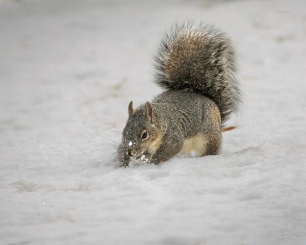 A gray squirrel digs energetically through several inches of winter snow beneath a California black oak, its nose and whiskers dusted with white as it searches for buried acorns. The squirrel’s bushy tail arches high over its back, and its compact body is pressed low to the ground in a determined posture. Soft, even light highlights the dense winter coat and the clean, uncluttered snowy backdrop, emphasizing the focused behavior of this foraging backyard resident.