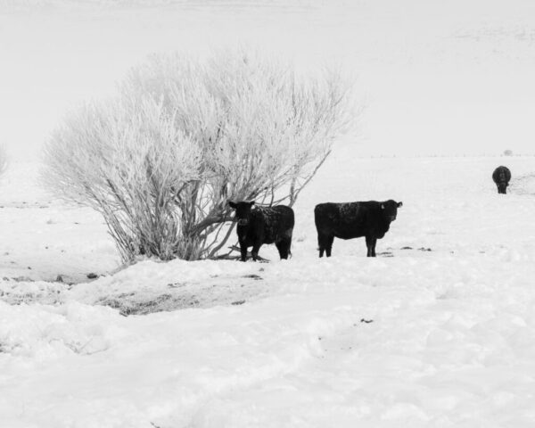 5-Dot Winter Scene A quiet black and white winter landscape from the 5-Dot Ranch in Lassen County, California, featuring a small group of cattle standing near frost-covered willows in a snow-blanketed field. The stark contrast between the dark coats of the cows and the bright, icy vegetation creates a minimalist composition that captures the stillness and resilience of ranch life in harsh winter conditions. Soft light and pale tones lend a peaceful, almost ethereal quality to the rural scene, evoking the calm beauty of northern California’s high country during the cold season.