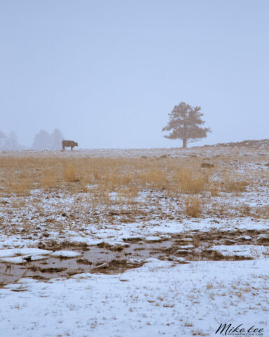 Cow and Juniper A minimalist winter landscape captured in Willow Creek Valley, Lassen County, California, showing a lone cow standing on a frosty pasture near a solitary juniper tree as a snowstorm moves through. The muted tones of gold grass and pale blue-gray sky convey a sense of quiet isolation and resilience in the high country. Soft snowfall and distant fog obscure the horizon, emphasizing the simplicity and beauty of ranch life in harsh winter conditions. This contemplative scene captures the stark elegance of northern California’s rural terrain under stormy skies.