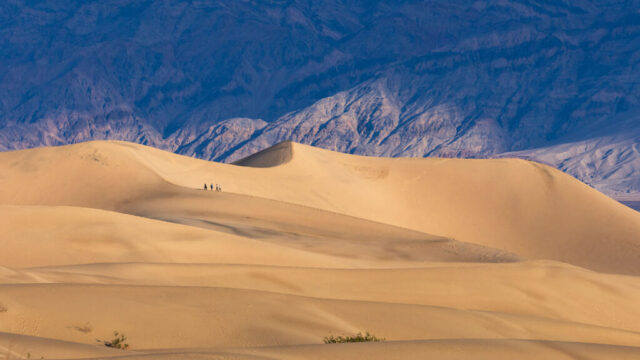 Photograph of hikers traversing the Mesquite Flat Sand Dunes in Death Valley National Park, California. A small group of people appears as tiny silhouettes against the sweeping expanse of golden dunes, highlighting the immense scale of this vast desert landscape. The late afternoon light casts soft shadows across the rippled sand, revealing intricate textures and subtle variations in color. In the distance, the rugged Panamint Mountains rise in cool blue and purple hues, creating a striking contrast to the warm tones of the foreground. This image captures the essence of exploration and solitude within one of Death Valley’s most iconic and photogenic natural wonders.