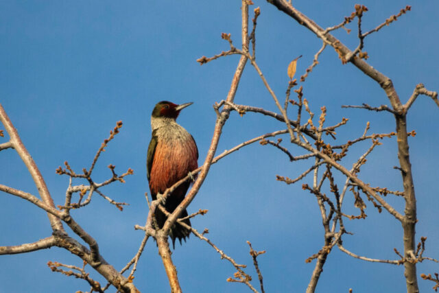 Lewis' Woodpecker Perched A Lewis’ woodpecker perched on a bare oak branch in late-afternoon light in Shasta County, California. The bird’s iridescent green back, pale gray collar, and rich rose-colored belly stand out against a clear blue sky. Its dark head and red face patch are visible as it looks to the right, framed by a network of thin, leafless twigs. The clean, open perch highlights the species’ distinctive coloration and upright posture.