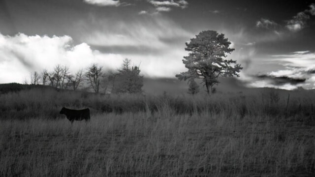Infrared landscape scene at dusk with a lone heifer standing in tall grass, her dark silhouette contrasted against pale, glowing vegetation and a bright, cloud-streaked sky. A large tree rises on the right, its foliage rendered light by infrared capture, while a line of bare trees stretches across the midground. The cow faces camera left, adding a quiet sense of tension and mystery to the wide, open field. Soft fading light and long textures in the grass enhance the moody, atmospheric feel of the infrared rendering.