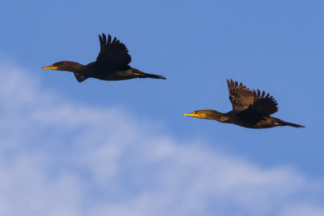 Cormorants in flight Two double-crested cormorants in breeding plumage fly side by side against a vivid blue sky over Baum Lake in Shasta County, California. Their dark, iridescent feathers catch the warm light, revealing bronze highlights and the distinctive orange-yellow facial skin near the hooked bills. Their wings are extended in mid-stroke, showing the birds’ streamlined forms and strong, direct flight posture. The clean backdrop and sharp detail emphasize their coordinated movement and seasonal markings typical of early spring.