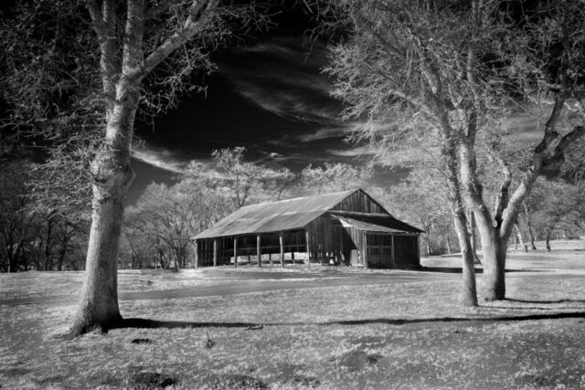 Woodland Barn in Infrared A black and white infrared photograph of a rustic wooden barn nestled among tall leafless trees on a sunlit winter afternoon in Shasta County, California. Captured with an 830nm infrared filter, the image reveals brilliant white foliage tones against a deep, near-black sky, emphasizing contrast and texture in the rural woodland landscape. Afternoon light glances across the weathered barn boards and surrounding pasture, highlighting the timeless craftsmanship of old farm structures. The serene setting, preserved from the devastating Carr Fire of 2018, radiates calm and resilience amid the quiet beauty of northern California’s countryside.