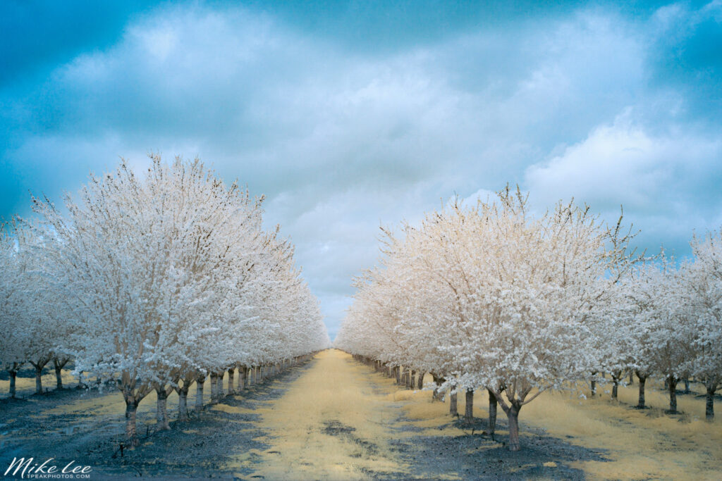 Infrared photograph of almond trees in full bloom lining a country orchard road beneath a dramatic, cloud-filled spring sky. Captured with a 720nm infrared filter on a full spectrum converted camera, the scene features luminous white foliage against soft blue tones, creating a dreamlike, high-contrast composition. The symmetrical rows of trees draw the viewer’s eye toward the horizon, emphasizing depth, balance, and the ethereal quality of near-infrared light. Ideal for infrared photography keywords, spring orchard landscapes, and fine art nature imagery.