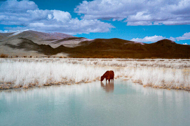 A Visit to the Watering Hole Infrared false-color landscape showing a lone cow drinking at the edge of a small pond in Lassen County, California. Pale, glowing grasses frame the water, contrasting with the cow’s darker form as she lowers her head to drink. Behind her, rolling hills display warm earth tones while a vivid blue sky with scattered clouds stretches across the scene. The 590nm infrared rendering creates surreal color shifts, emphasizing the bright vegetation, muted hills, and dreamlike atmosphere across the open high-desert terrain.