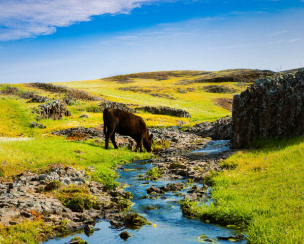Pastoral Spring Heifer grazing beside a small seasonal stream in the Table Mountain Ecological Reserve in Butte County, California. The dark-coated cow stands near volcanic rock outcrops, lowering her head toward the bright green grass and clear flowing water. Rolling hills covered in vibrant spring wildflowers—yellows, greens, and scattered patches of blooms—stretch into the distance under a bright blue sky with soft, wispy clouds. The scene conveys a quiet pastoral moment in a lush April landscape.