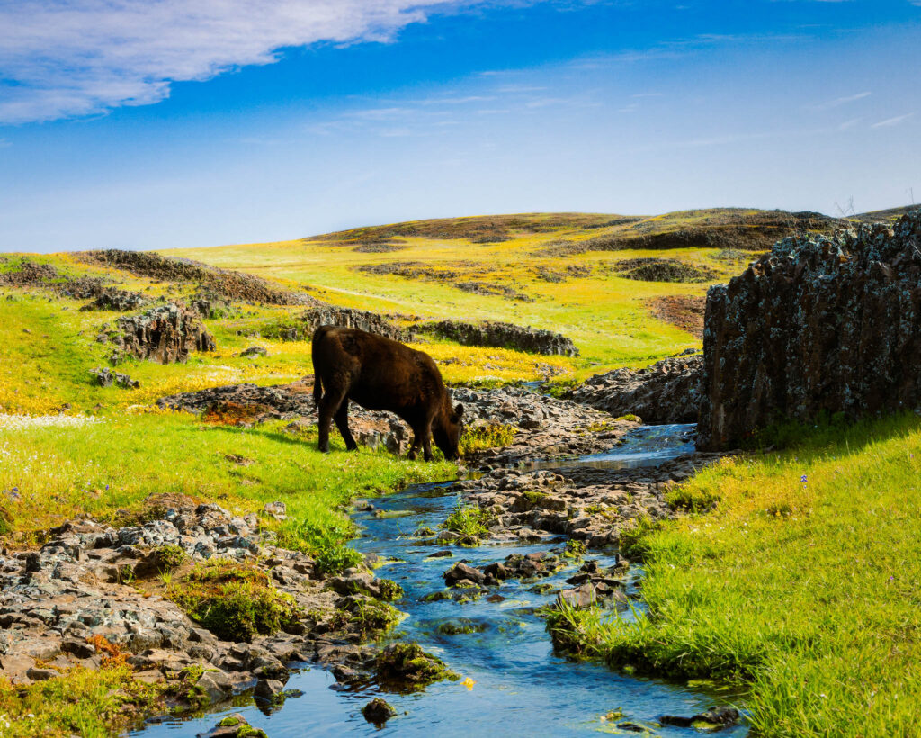 Heifer grazing beside a small seasonal stream in the Table Mountain Ecological Reserve in Butte County, California. The dark-coated cow stands near volcanic rock outcrops, lowering her head toward the bright green grass and clear flowing water. Rolling hills covered in vibrant spring wildflowers—yellows, greens, and scattered patches of blooms—stretch into the distance under a bright blue sky with soft, wispy clouds. The scene conveys a quiet pastoral moment in a lush April landscape.
