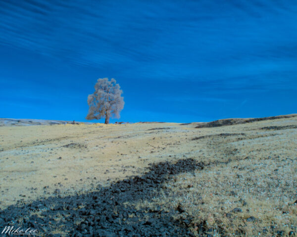 Infrared landscape photograph of a solitary tree standing on the rolling grasslands of Table Mountain Ecological Reserve in Butte County, California. Captured with a 590nm infrared filter on a full spectrum modified camera, the image blends warm visible tones with near-infrared light, producing surreal color contrasts between the pale golden field and vivid blue sky. The lone tree’s delicate infrared foliage creates a soft, dreamlike presence against the expansive horizon, embodying tranquility, isolation, and the beauty of rural California in springtime.