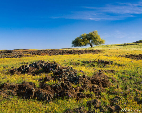 Lone oak tree standing on a hillside at Table Mountain Ecological Preserve in Butte County, California, surrounded by rugged basalt rock and a colorful carpet of yellow and purple wildflowers. The deep blue sky stretches overhead, contrasting with the sunlit spring meadow and highlighting the gentle slope of the basalt mesa. The image captures the peaceful beauty of California’s spring wildflower bloom.