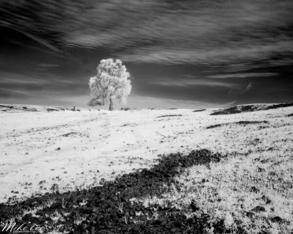 Black and white infrared landscape photograph of a solitary oak tree atop a rolling hill in the Table Mountain Ecological Reserve, Butte County, California. Captured with an 830nm deep infrared filter on a full spectrum modified camera, the image transforms the spring grassland into luminous white tones beneath a dramatic, high-contrast sky. The lone oak stands as a bold, sculptural focal point, emphasizing isolation, light, and texture in the midday sun—an example of minimalistic infrared fine art photography.
