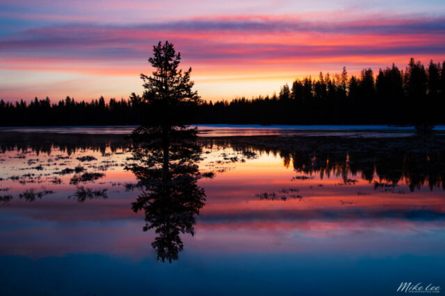 Peaceful dawn landscape photograph captured along California State Route 44 in western Lassen County, showing a flooded field reflecting the vibrant colors of an April sunrise. The scene features a solitary pine tree mirrored perfectly in the still water, surrounded by snowmelt pools and silhouetted forest along the horizon. Layers of pink, orange, and violet streak across the sky and their reflection, filling the frame with warm light and quiet atmosphere. Taken in the fleeting minutes before sunrise, this fine art image embodies the blend of luck and timing that defines outdoor photography, capturing the calm beauty of a high-country morning in Northern California.