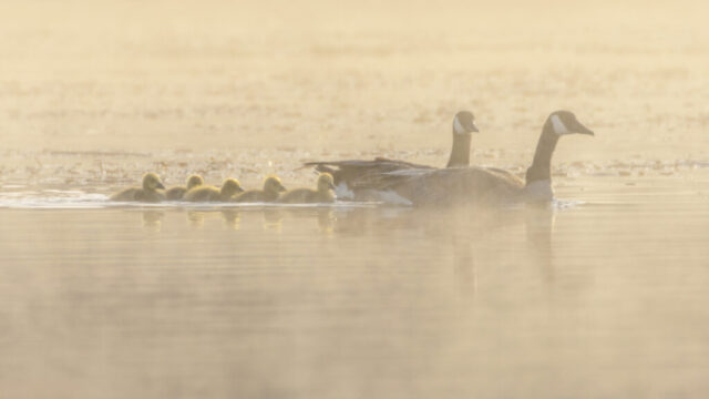Goose Family in the Mist A pair of Canada geese leads a line of goslings through the misty surface of Baum Lake in Shasta County, California, on a cold April morning. The scene is softly lit by backlight from the rising sun, casting a golden haze across the water and enhancing the silhouettes of the adult geese and their fuzzy yellow offspring. Wisps of fog rise where the 23-degree air meets the warmer lake, creating a dreamlike atmosphere. The family glides calmly through the still water, evoking serenity, warmth, and the quiet intimacy of early spring.
