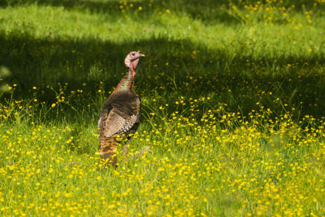 Spring Jake and Wildlflowers A young male wild turkey (jake) standing in a sunlit field of yellow wildflowers on a ranch in Shasta County, California. His bronze-brown feathers catch the warm afternoon light as he faces slightly to the right, with his pale head and developing wattles clearly visible. The dense carpet of blooming flowers surrounds him, while soft shadows from nearby trees create depth across the vibrant green meadow behind him.