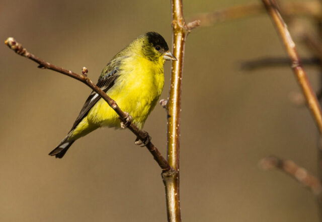 Lesser Goldfinch An adult male lesser goldfinch perched on a thin branch in Lassen County, California. The bird’s bright yellow breast and belly contrast with its black cap and dark wings marked with pale edging. Soft, warm light highlights the fine feather detail as it grips the twig, set against a smooth, muted brown background that isolates the vibrant colors and the goldfinch’s alert posture.