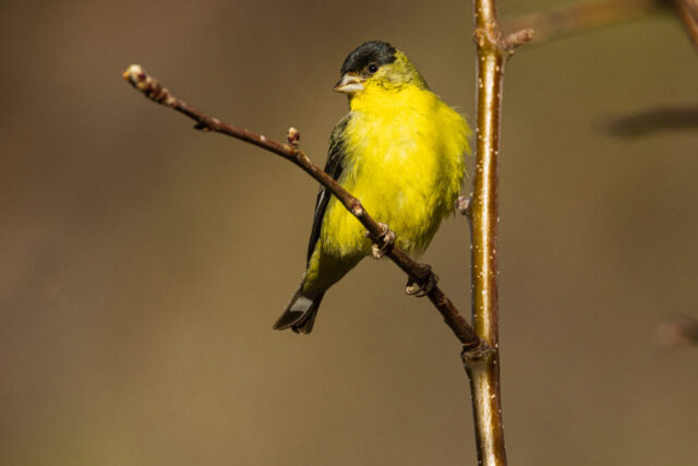 Lesser Goldfinch Male in Spring A male lesser goldfinch perched on a thin branch in Lassen County, California, showing bright yellow breeding plumage that contrasts with his dark cap and olive-tinged back. Soft, even light brings out the fine feather texture as he grips the twig, set against a smooth brown background that isolates the bird’s vivid spring coloration and alert posture.