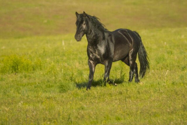 Smoke Creek Stallion A lone wild stallion stands in warm golden hour light in the Smoke Creek Desert near the California–Nevada border. His sleek black coat glows with subtle highlights as he gazes toward the camera, ears pricked and posture alert. The horse’s muscular build and long, wind-tossed mane contrast with the soft green spring grasses and gently blurred hills behind him. The scene conveys the presence of a young stallion recently separated from a herd, pausing warily yet confidently in this remote, open landscape.